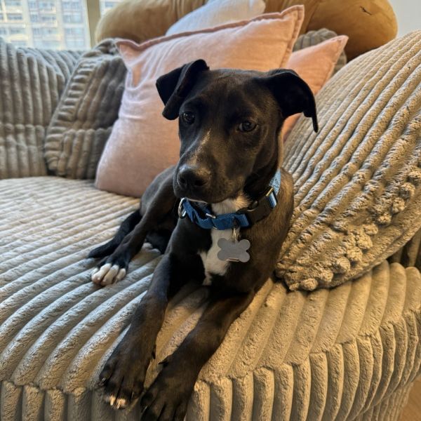 Goody Bag Pup: Whopper thumbnail 3