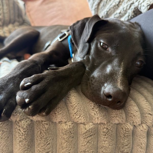 Goody Bag Pup: Whopper thumbnail 4