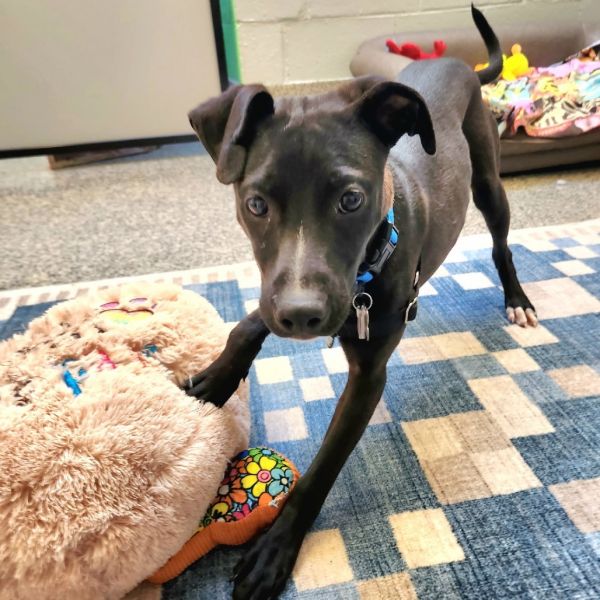 Goody Bag Pup: Whopper thumbnail 5