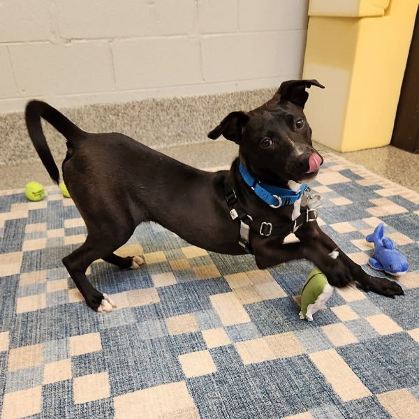 Goody Bag Pup: Whopper thumbnail 6