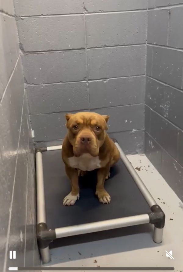 Mocha Jean thumbnail 2