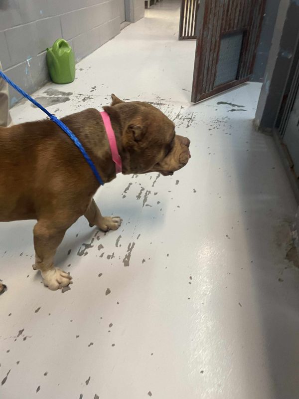 Mocha Jean thumbnail 3