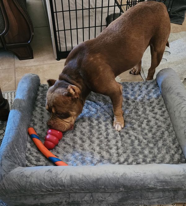 Mocha Jean thumbnail 4