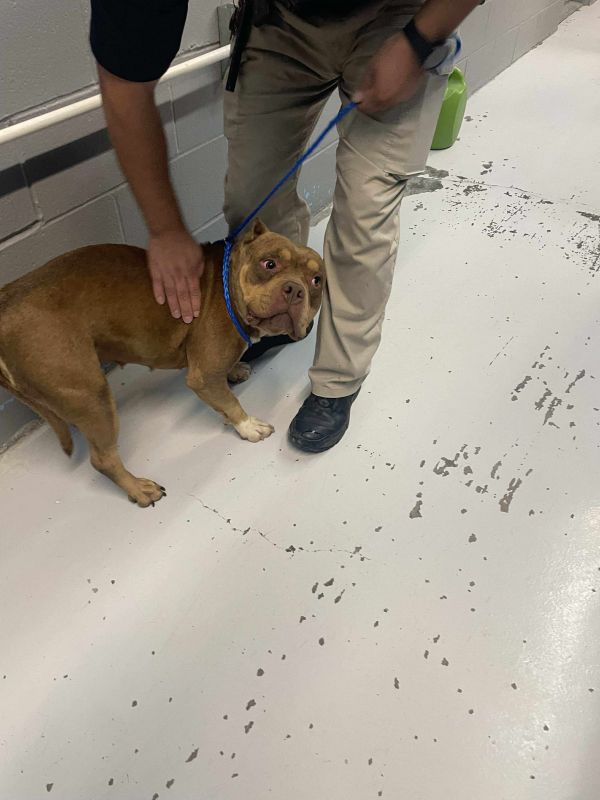 Mocha Jean thumbnail 5