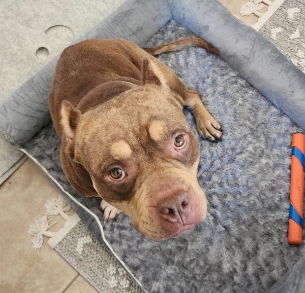 Mocha Jean thumbnail 6