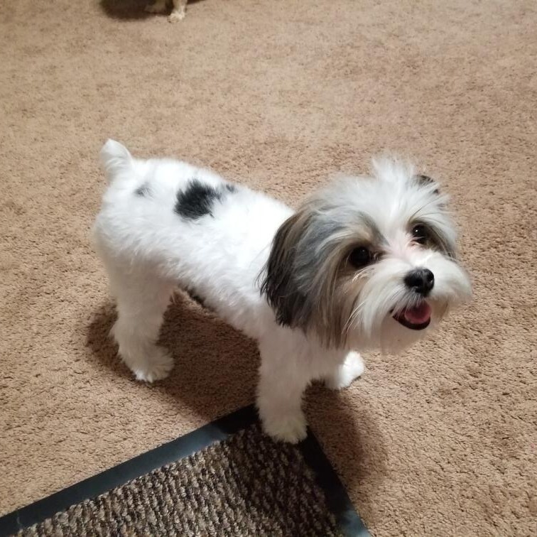 Piper Rose (Killeen TX)