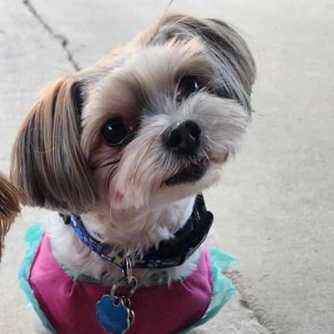 Piper Rose (Killeen TX)