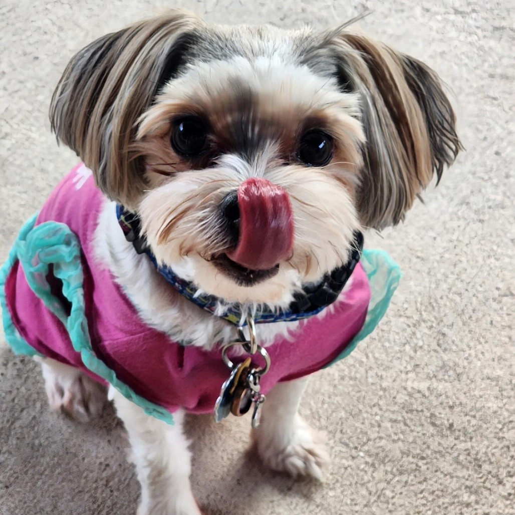 Piper Rose (Killeen TX)