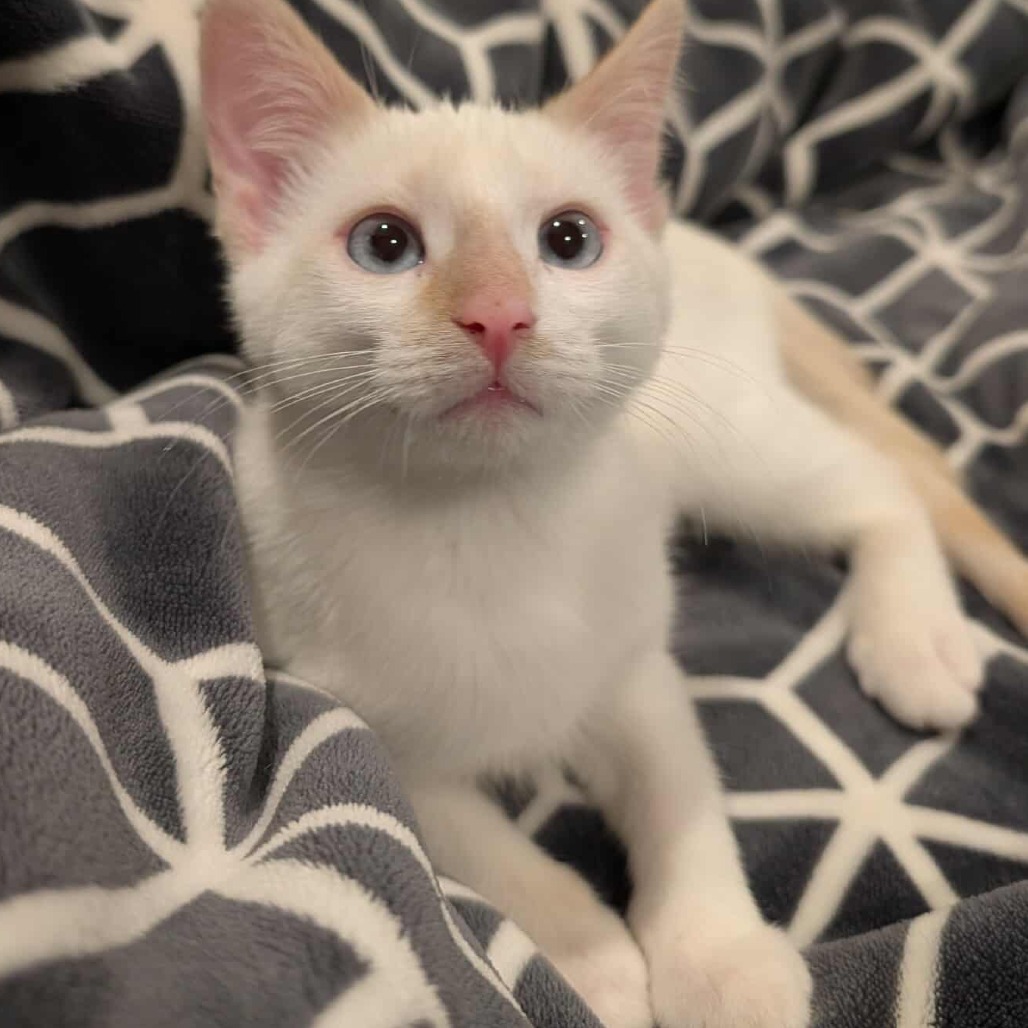 Marshmallow Ghost Derington