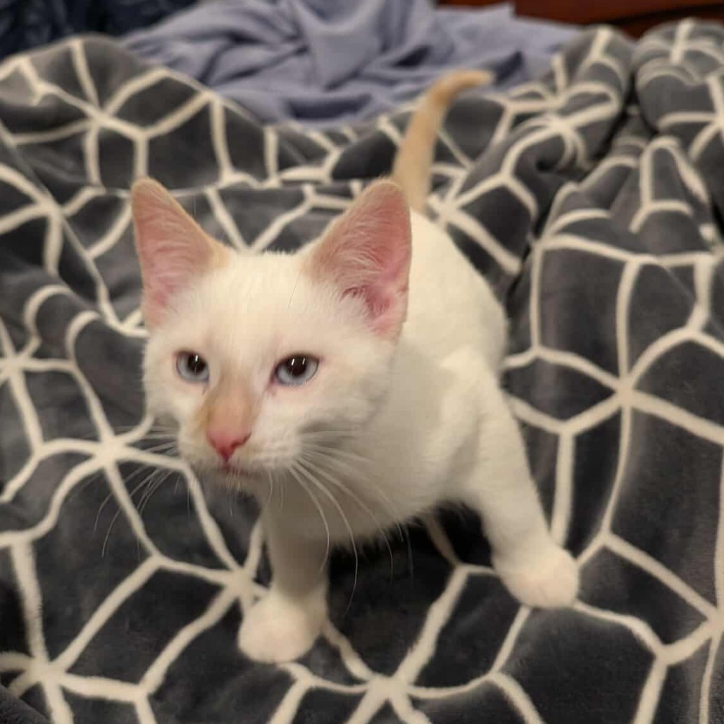 Marshmallow Ghost Derington