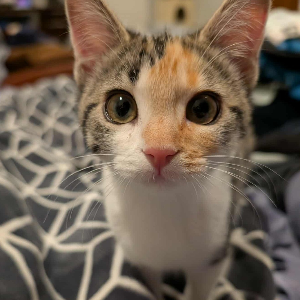 Trixie Nesta Derington