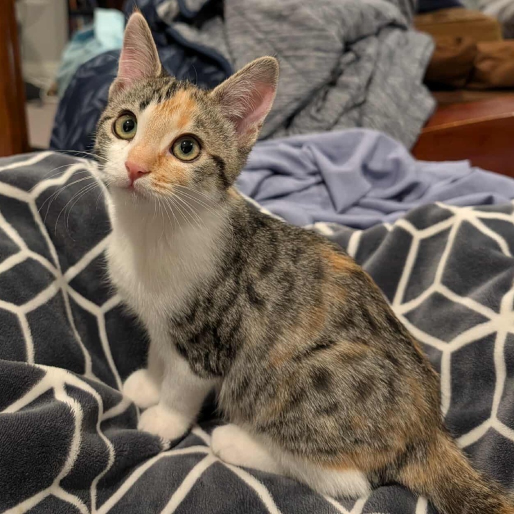 Trixie Nesta Derington