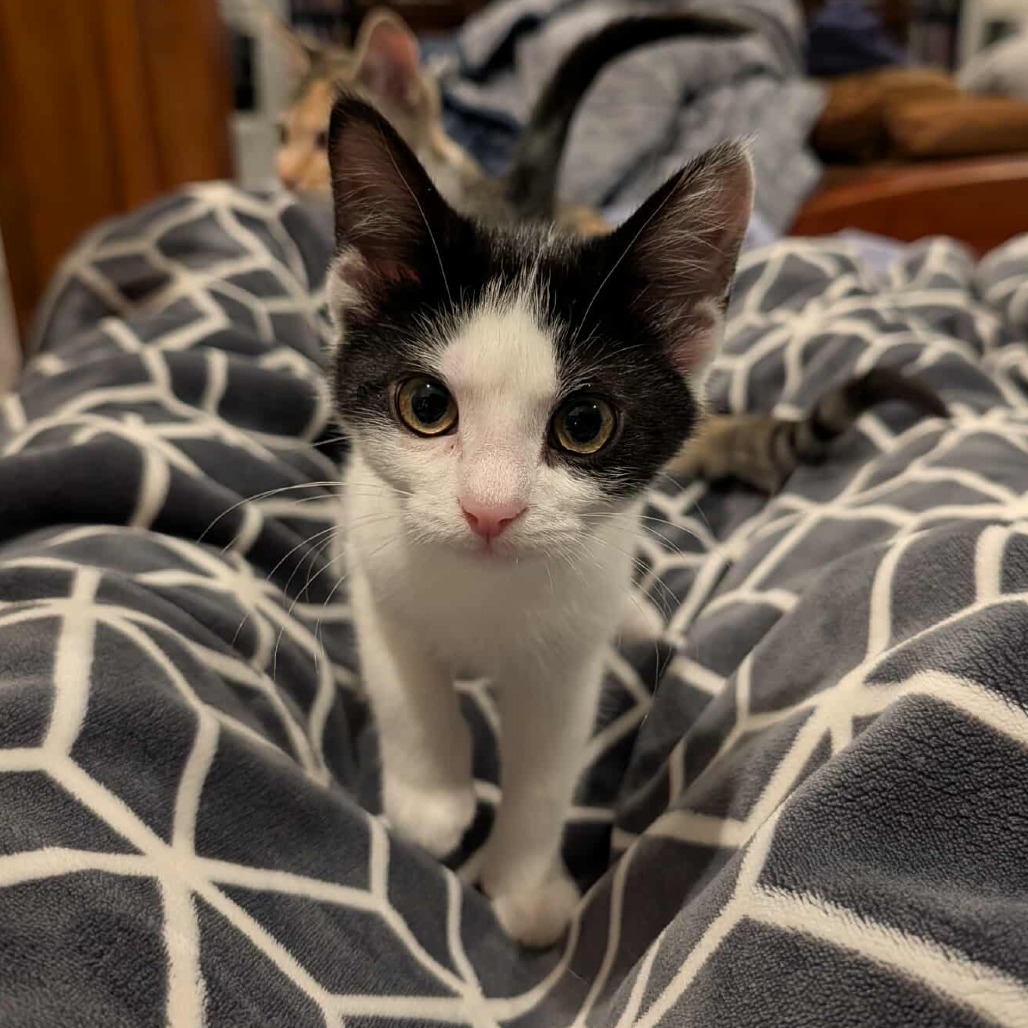 Oreo Bandit Derington