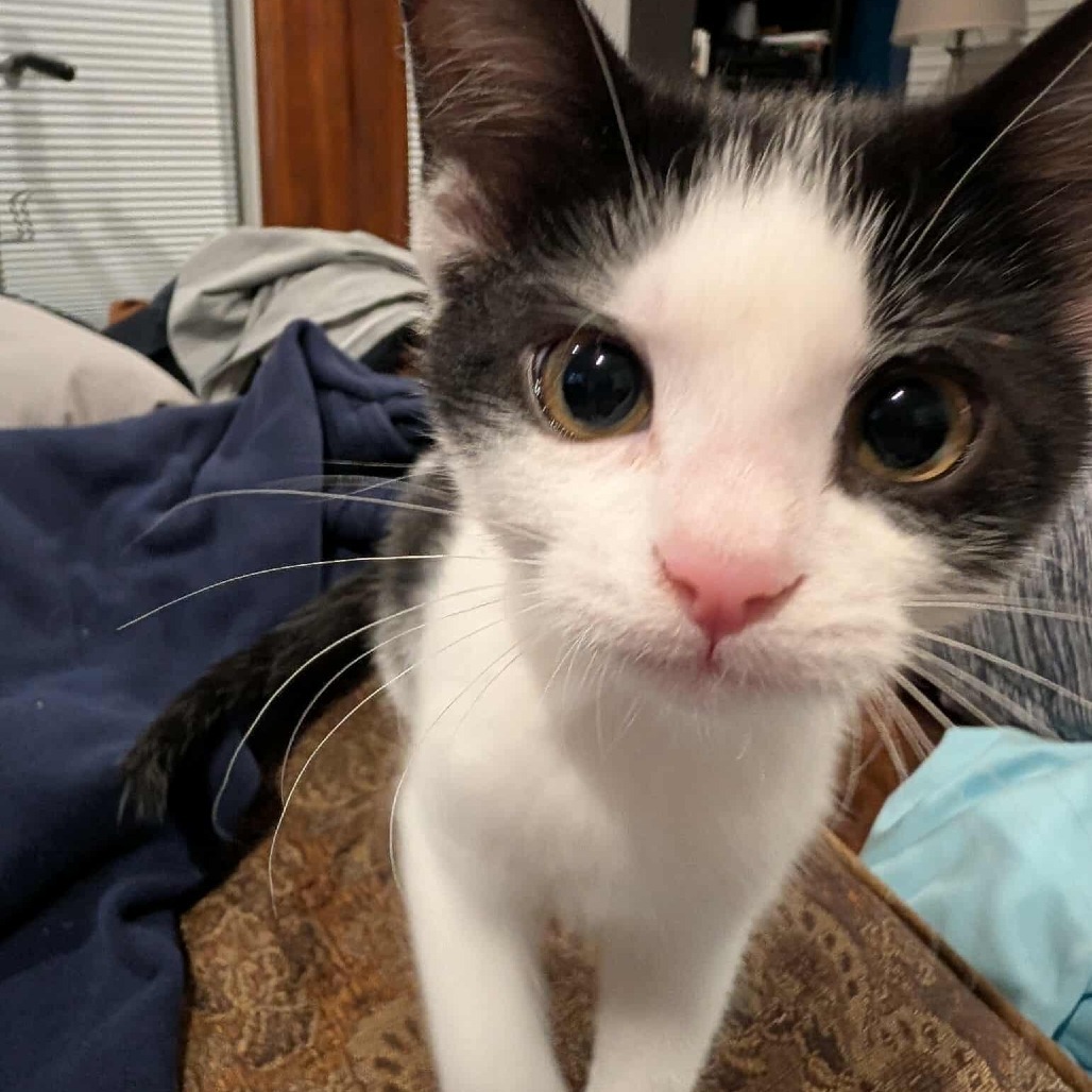 Oreo Bandit Derington