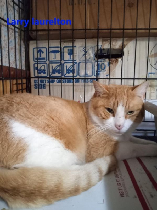 Larry Laurelton photo 1