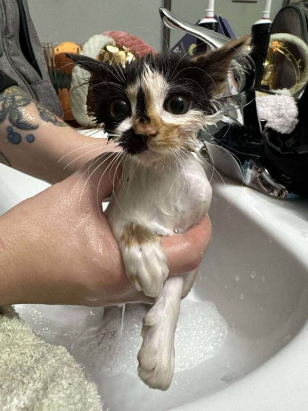 Merry Christmas thumbnail 2