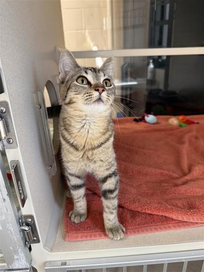 Shilo, an adoptable Domestic Short Hair in Hutchinson, KS, 67504 | Photo Image 1