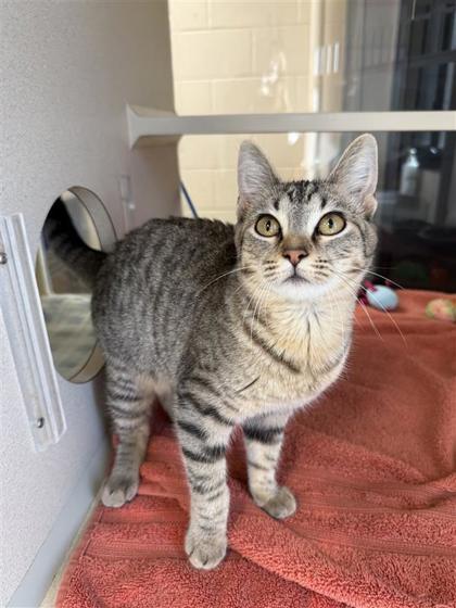 Shilo, an adoptable Domestic Short Hair in Hutchinson, KS, 67504 | Photo Image 2