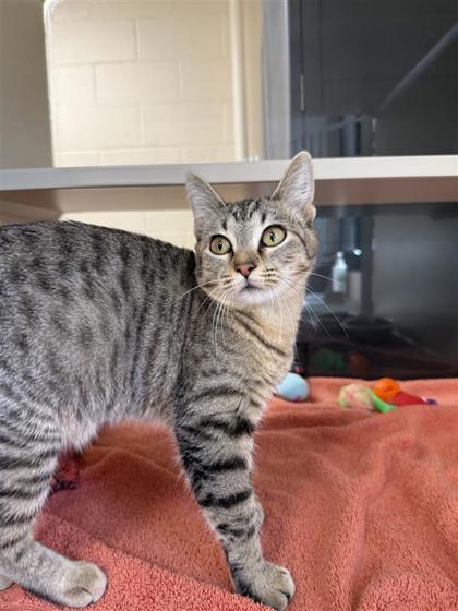 Shilo, an adoptable Domestic Short Hair in Hutchinson, KS, 67504 | Photo Image 3