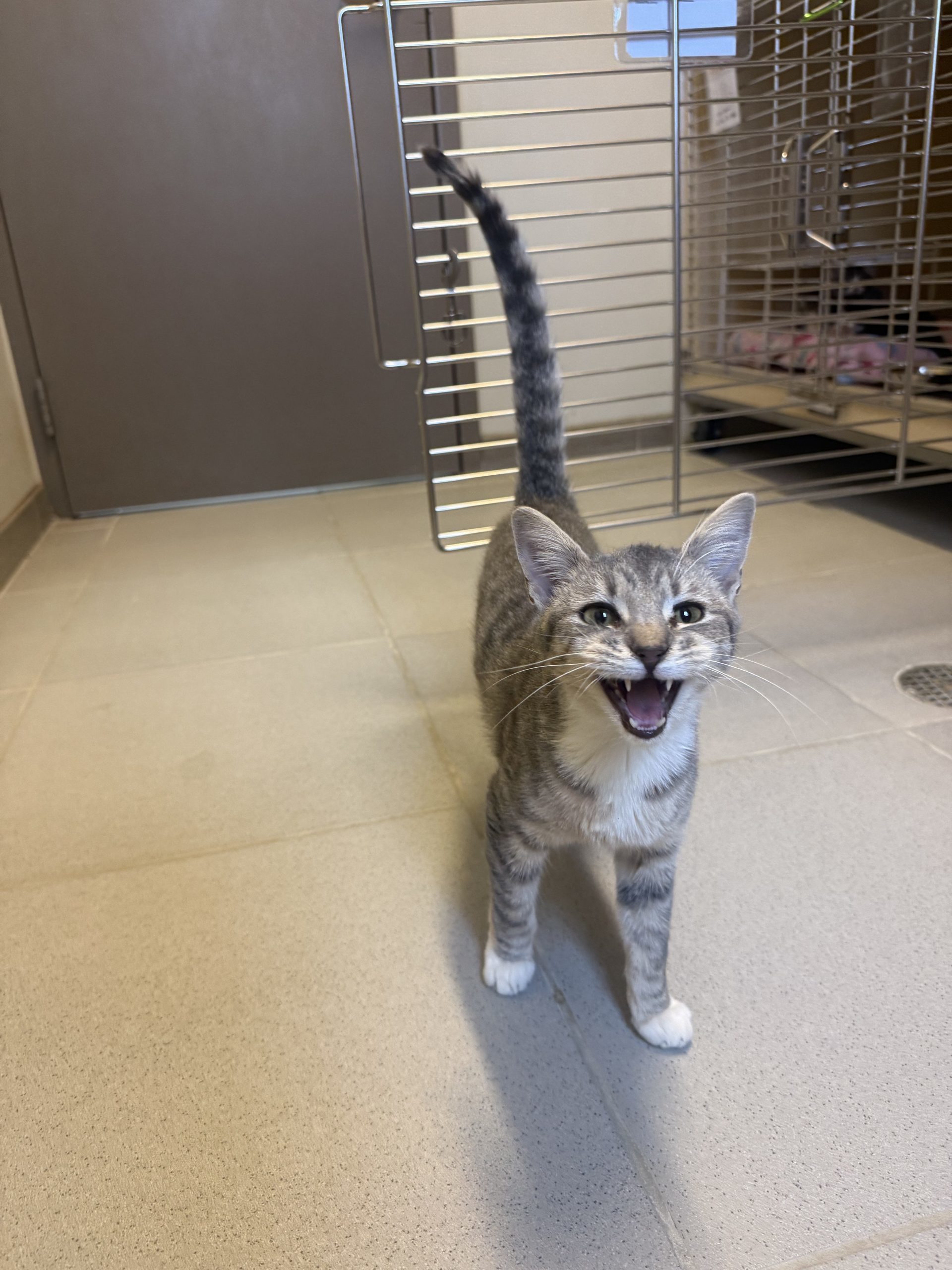 Casper, an adoptable Domestic Short Hair in Hays, KS, 67601 | Photo Image 1