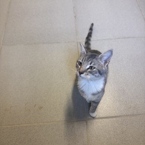 Casper, an adoptable Domestic Short Hair in Hays, KS, 67601 | Photo Image 2