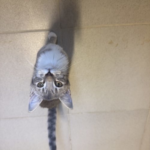 Casper, an adoptable Domestic Short Hair in Hays, KS, 67601 | Photo Image 3