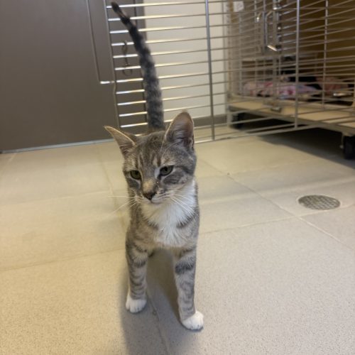 Casper, an adoptable Domestic Short Hair in Hays, KS, 67601 | Photo Image 4