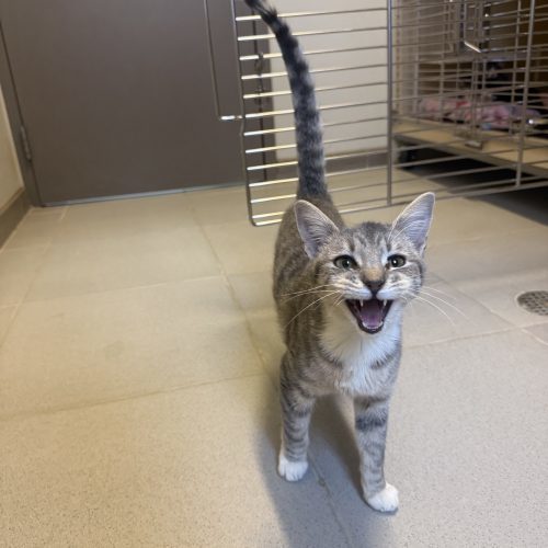 Casper, an adoptable Domestic Short Hair in Hays, KS, 67601 | Photo Image 5