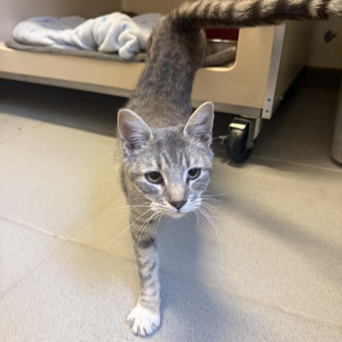 Casper, an adoptable Domestic Short Hair in Hays, KS, 67601 | Photo Image 6