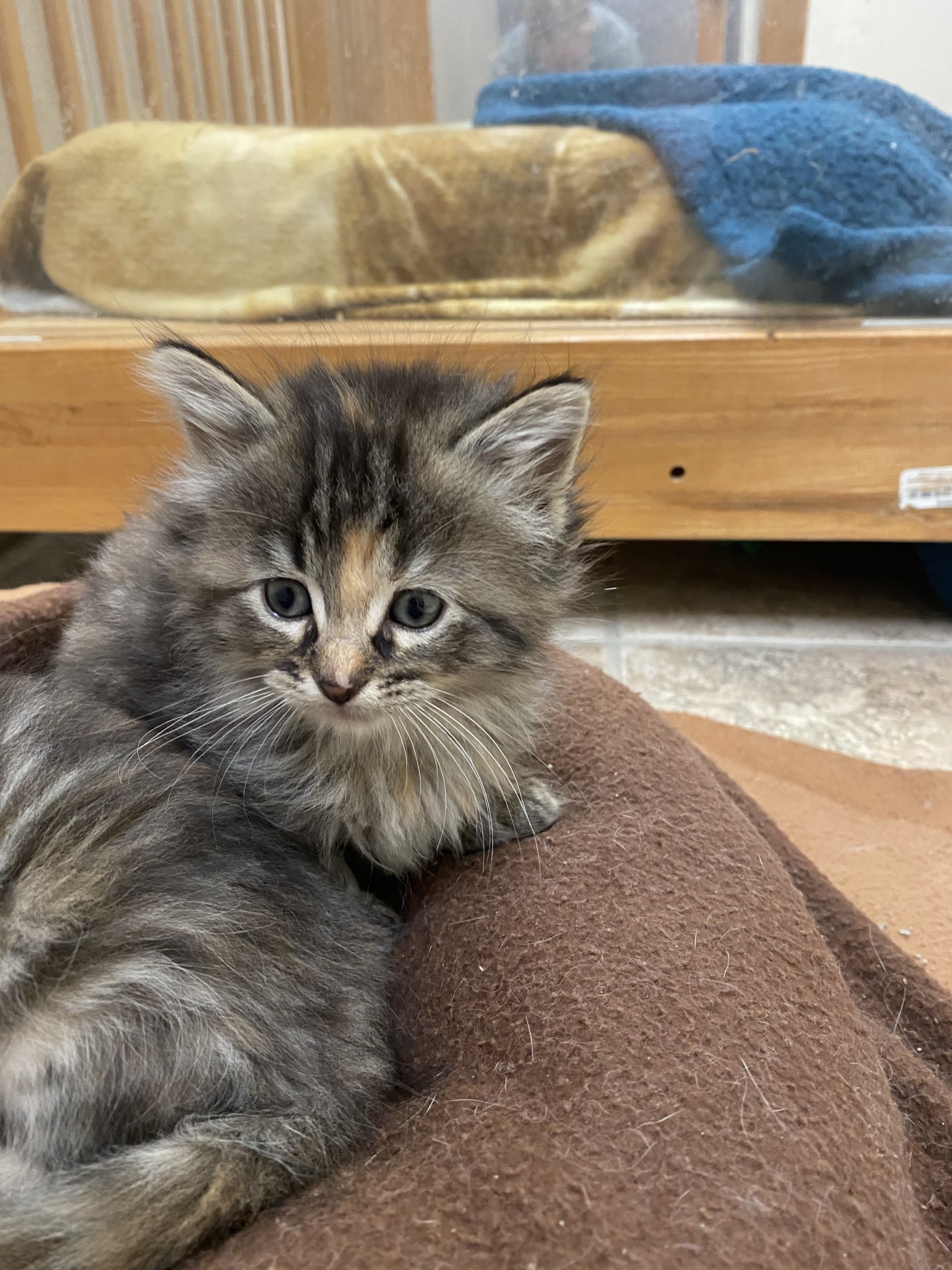 Claire, an adoptable Domestic Long Hair in Hays, KS, 67601 | Photo Image 1