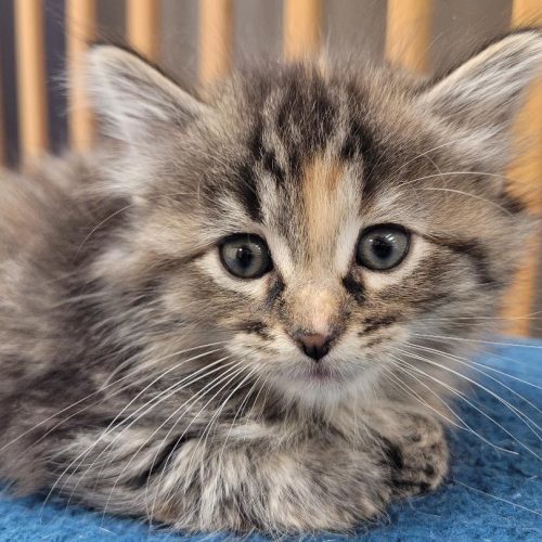 Claire, an adoptable Domestic Long Hair in Hays, KS, 67601 | Photo Image 2