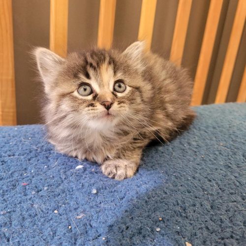 Claire, an adoptable Domestic Long Hair in Hays, KS, 67601 | Photo Image 3