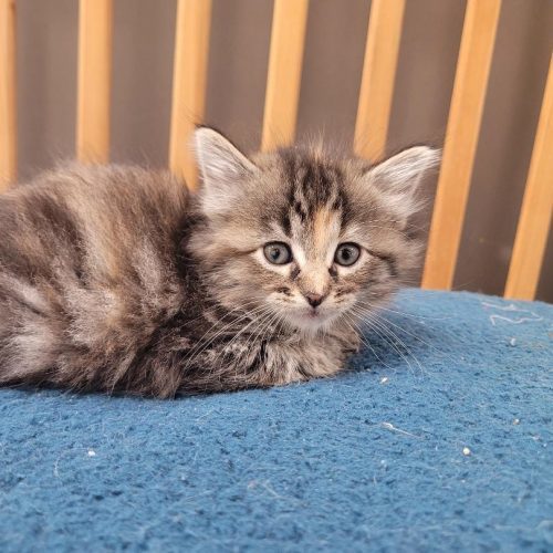 Claire, an adoptable Domestic Long Hair in Hays, KS, 67601 | Photo Image 4