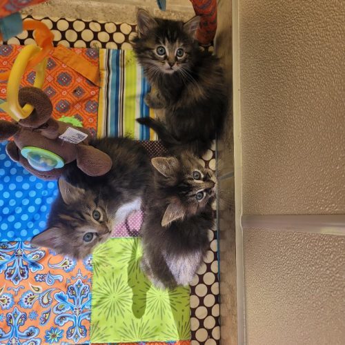 Claire, an adoptable Domestic Long Hair in Hays, KS, 67601 | Photo Image 5