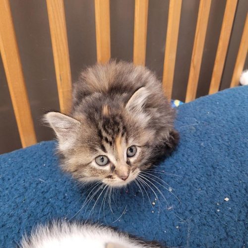 Claire, an adoptable Domestic Long Hair in Hays, KS, 67601 | Photo Image 6