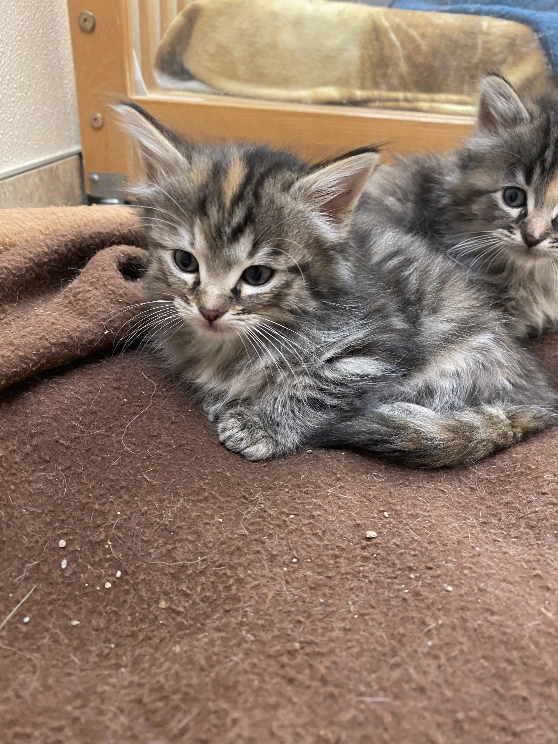 Bronwyn, an adoptable Domestic Long Hair in Hays, KS, 67601 | Photo Image 1