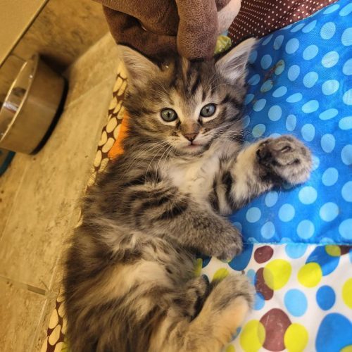 Bronwyn, an adoptable Domestic Long Hair in Hays, KS, 67601 | Photo Image 2