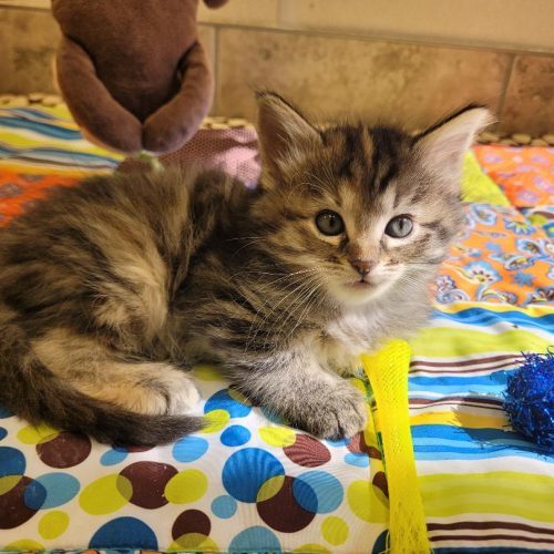 Bronwyn, an adoptable Domestic Long Hair in Hays, KS, 67601 | Photo Image 3