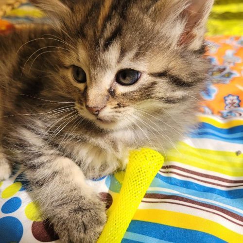 Bronwyn, an adoptable Domestic Long Hair in Hays, KS, 67601 | Photo Image 4