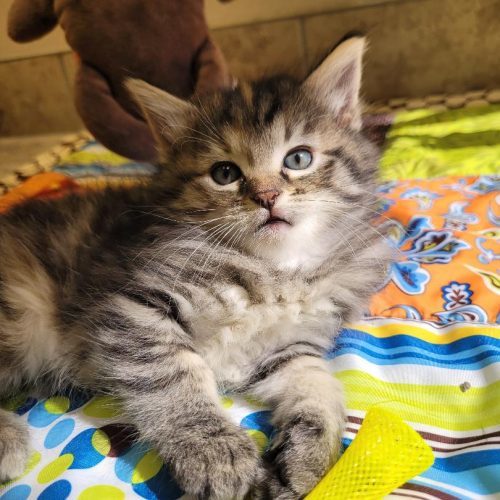 Bronwyn, an adoptable Domestic Long Hair in Hays, KS, 67601 | Photo Image 5