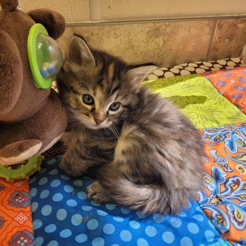 Bronwyn, an adoptable Domestic Long Hair in Hays, KS, 67601 | Photo Image 6