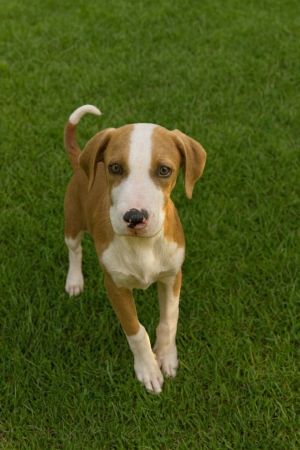 Villanow-Adoptable Awaiting S/N