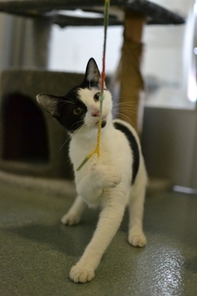 Carrie Underwood (Undercat)