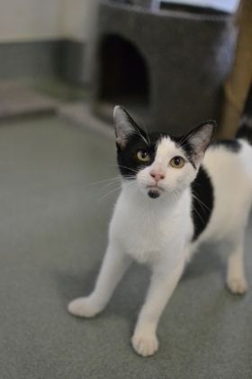 Carrie Underwood (Undercat)