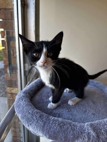 Miss Beatrix Buttons