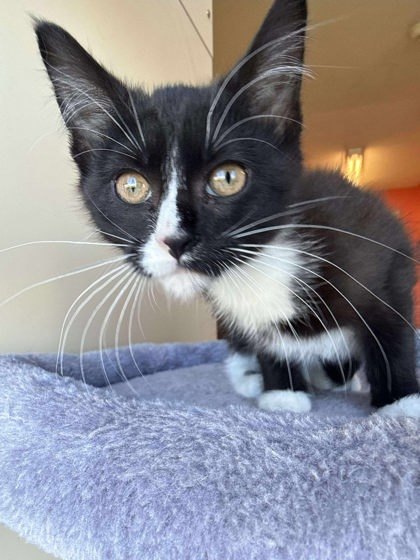 Miss Clementine Curls