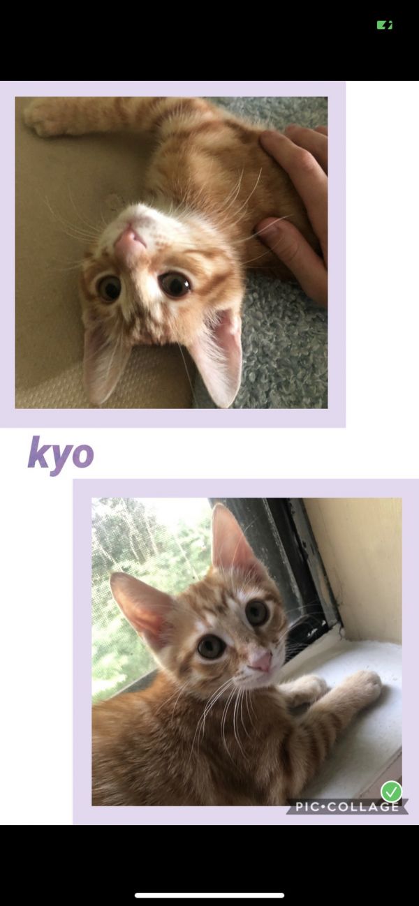 Kyo