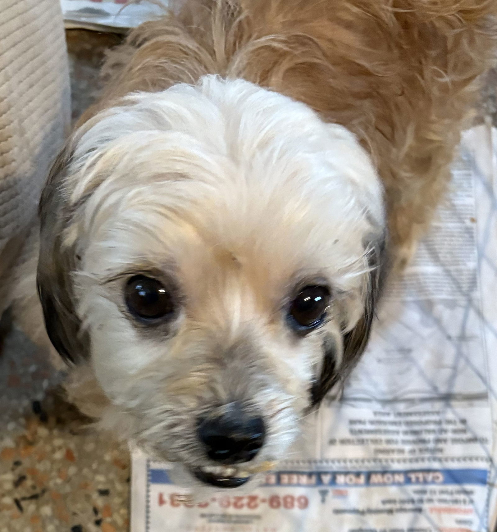 Mack *FH bonded with Casper