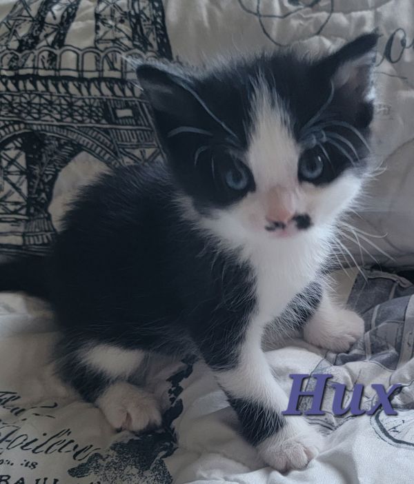 Hux (Available 12/12/25)