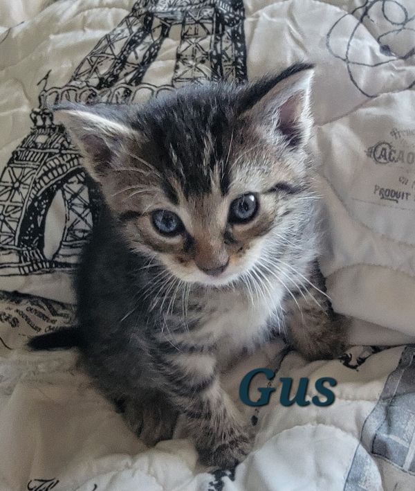 Gus (Available 12/12/25)